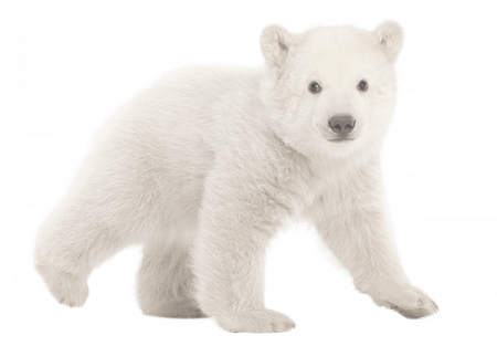 polar bear